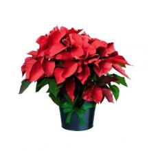 Red Poinsettia plant in a pot